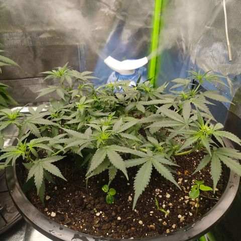 Tangie Feminized growlog timeline photo