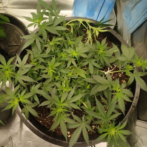 Tangie Feminized growlog timeline photo