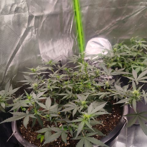 Tangie Feminized growlog timeline photo