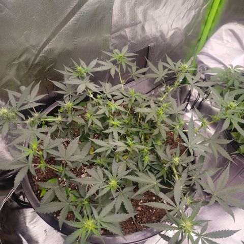 Tangie Feminized growlog timeline photo