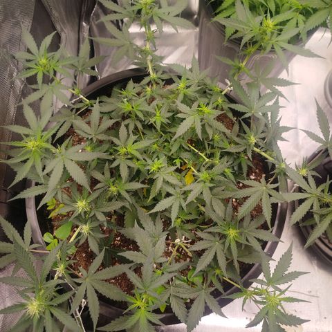 Tangie Feminized growlog timeline photo