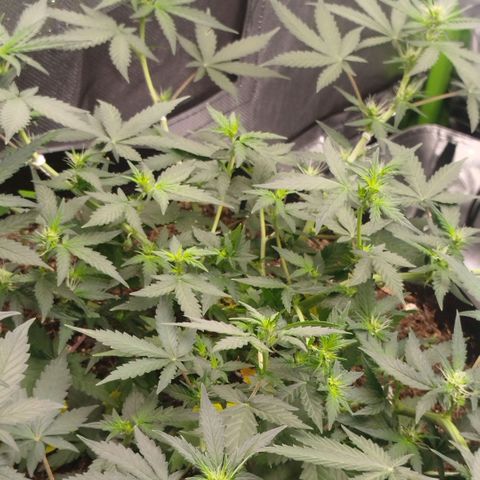 Tangie Feminized growlog timeline photo