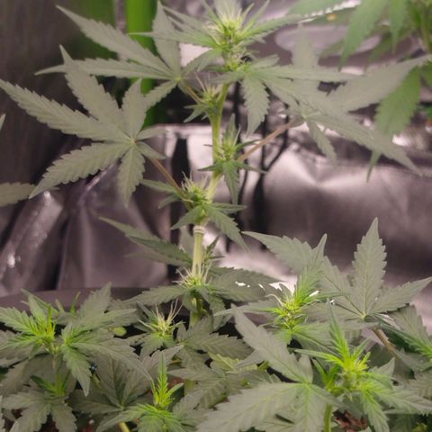 Tangie Feminized growlog timeline photo