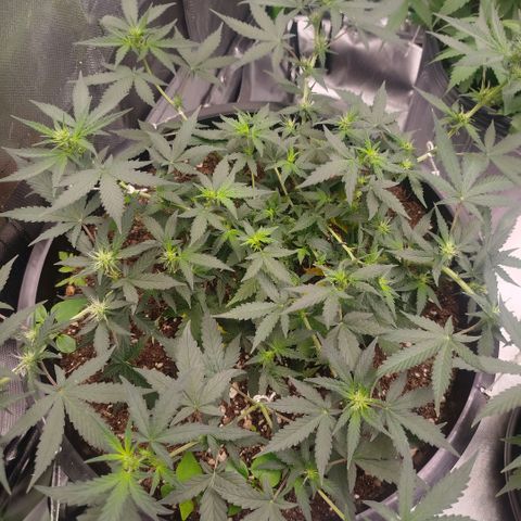 Tangie Feminized growlog timeline photo