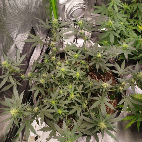 Tangie Feminized growlog timeline photo