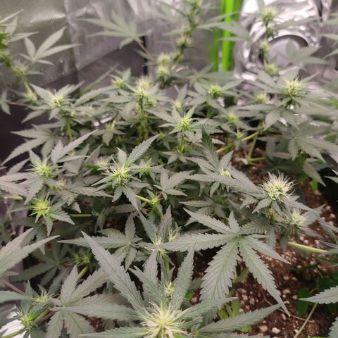 Tangie Feminized growlog timeline photo