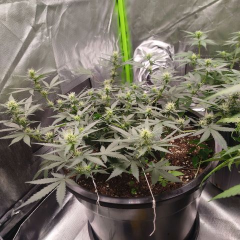Tangie Feminized growlog timeline photo