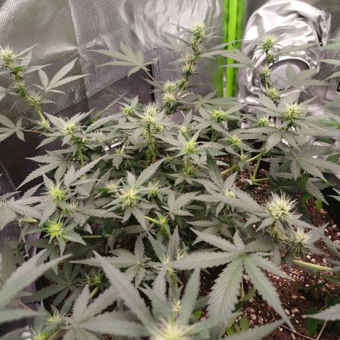 Tangie Feminized growlog timeline photo