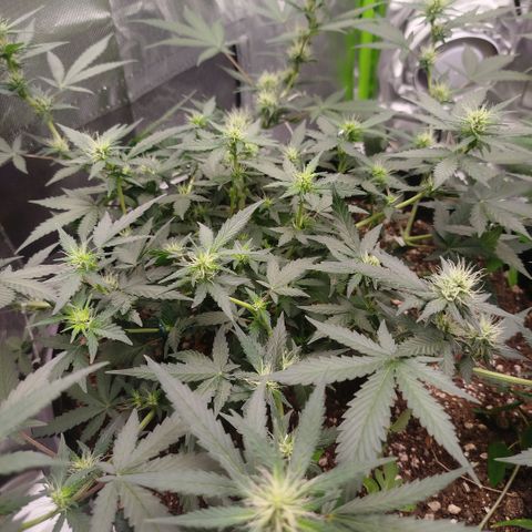 Tangie Feminized growlog timeline photo