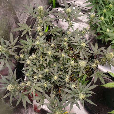 Tangie Feminized growlog timeline photo