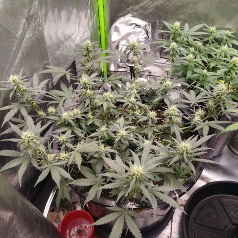 Tangie Feminized growlog timeline photo