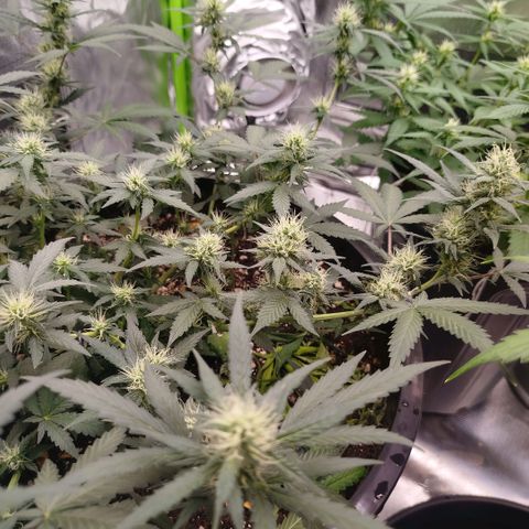 Tangie Feminized growlog timeline photo