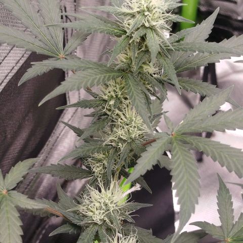 Tangie Feminized growlog timeline photo