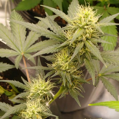Tangie Feminized growlog timeline photo