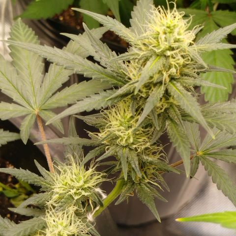 Tangie Feminized growlog timeline photo