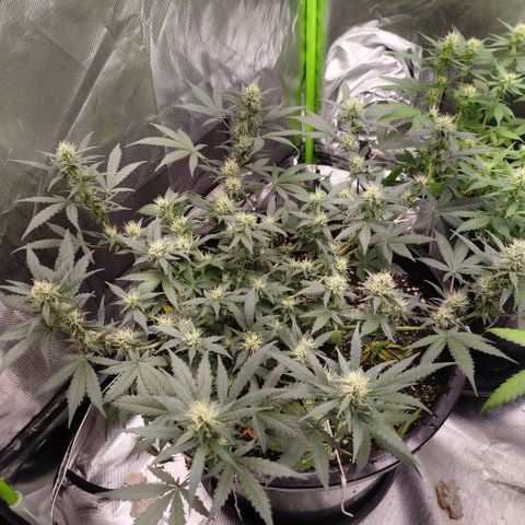 Tangie Feminized growlog timeline photo