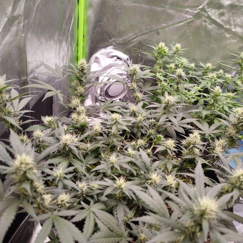 Tangie Feminized growlog timeline photo