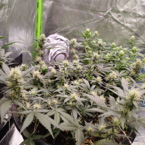 Tangie Feminized growlog timeline photo