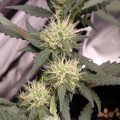 Tangie Feminized growlog timeline photo