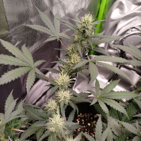 Tangie Feminized growlog timeline photo