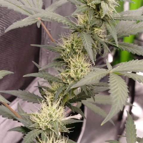 Tangie Feminized growlog timeline photo