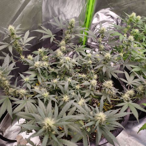 Tangie Feminized growlog timeline photo