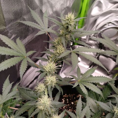 Tangie Feminized growlog timeline photo