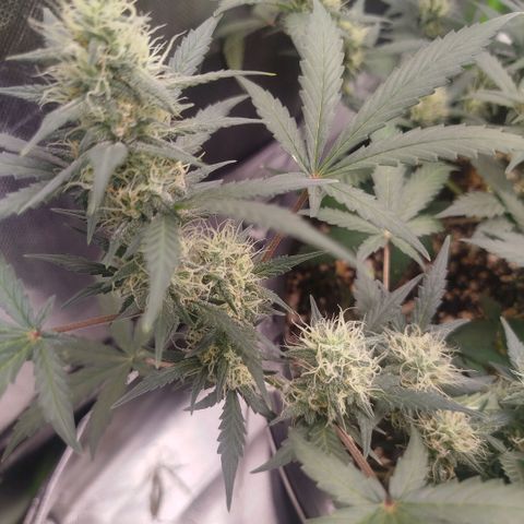Tangie Feminized growlog timeline photo