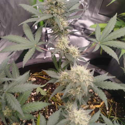 Tangie Feminized growlog timeline photo