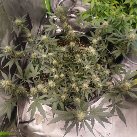 Tangie Feminized growlog timeline photo