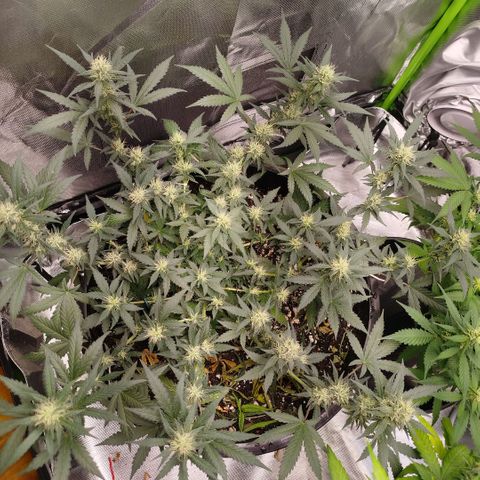 Tangie Feminized growlog timeline photo