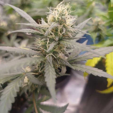 Tangie Feminized growlog timeline photo
