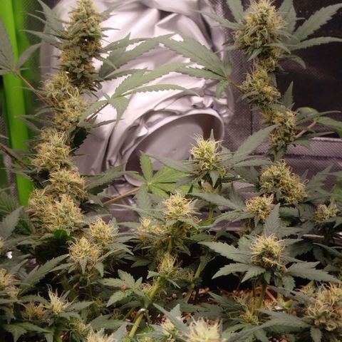 Tangie Feminized growlog timeline photo