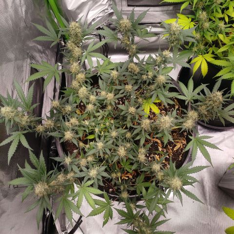 Tangie Feminized growlog timeline photo