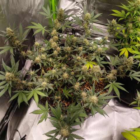 Tangie Feminized growlog timeline photo