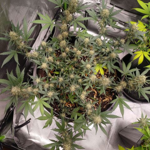 Tangie Feminized growlog timeline photo