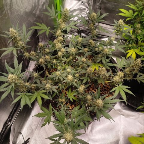 Tangie Feminized growlog timeline photo