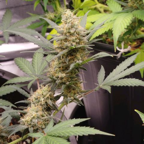 Tangie Feminized growlog timeline photo