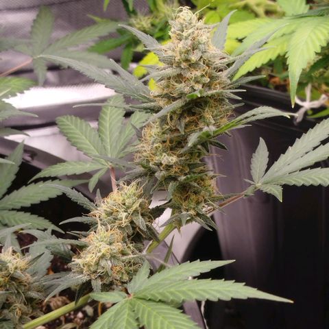 Tangie Feminized growlog timeline photo