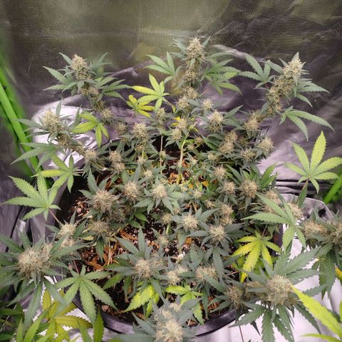 Tangie Feminized growlog timeline photo