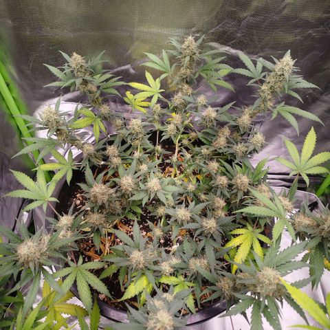 Tangie Feminized growlog timeline photo
