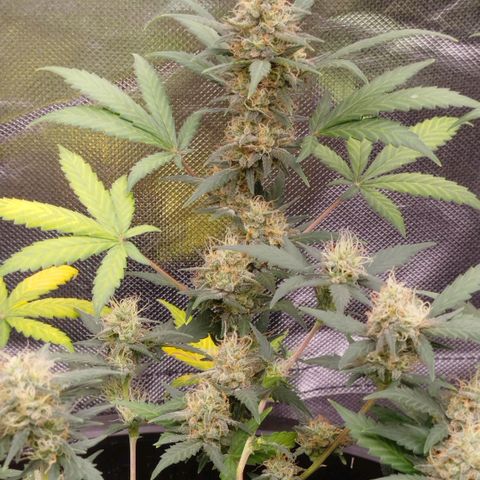 Tangie Feminized growlog timeline photo