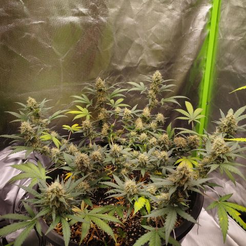 Tangie Feminized growlog timeline photo