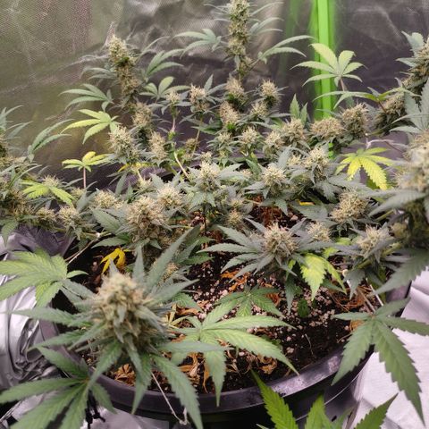 Tangie Feminized growlog timeline photo