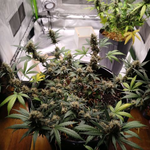 Tangie Feminized growlog timeline photo