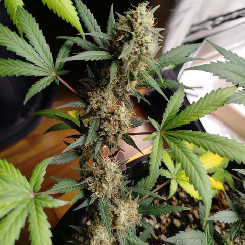 Tangie Feminized growlog timeline photo