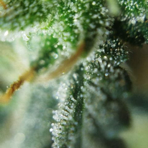 Tangie Feminized growlog timeline photo