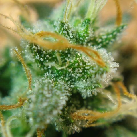 Tangie Feminized growlog timeline photo