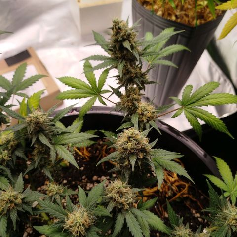 Tangie Feminized growlog timeline photo