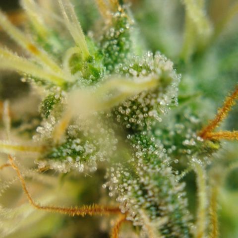 Tangie Feminized growlog timeline photo